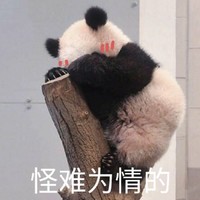 萌宠 熊猫 怪难为情的 无奈 呆萌 可爱