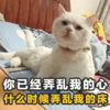 喵星人 可爱 萌宠 搞笑 土味情话