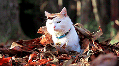 秋天  季节 、猫, 动物