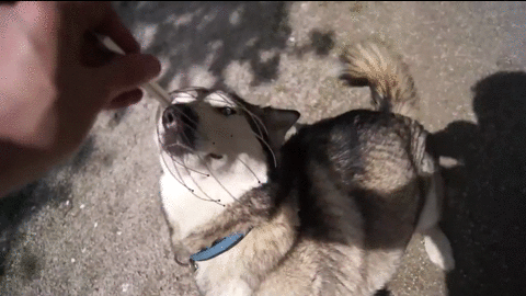 哈士奇 Siberian husky 二哈 挠痒 享受