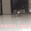 你们阿回又回来了萌宠