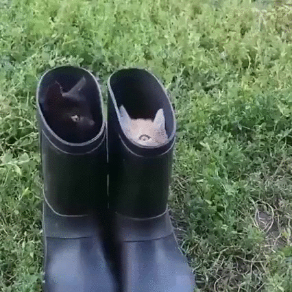 靴子 猫 搞笑