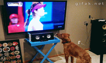 狗狗 看电视 蹦跳 搞笑