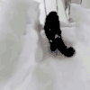 萌宠 可爱 猫 狗 猫 狗 萌宠 可爱