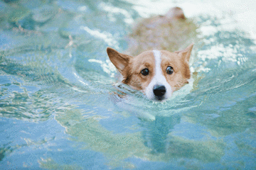 动物 小狗 溺水 害怕 可爱 呆萌