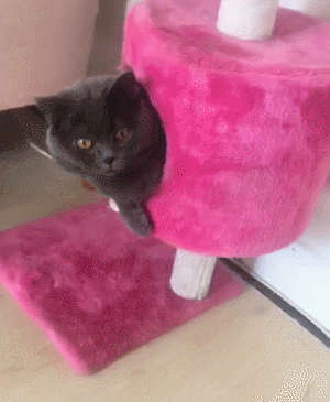 猫咪 地板 手指 粉色