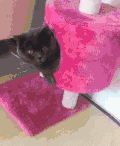 猫咪 地板 手指 粉色