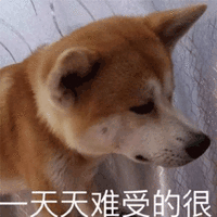 难受 柴犬 狗 搞怪 逗