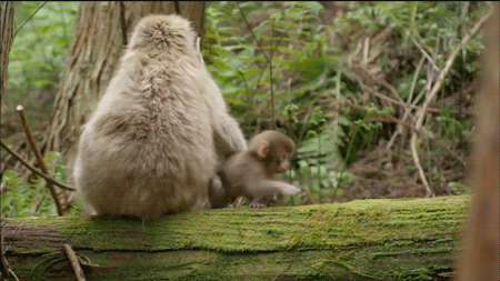 猴子 妈妈 养育 家长