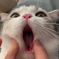 猫咪 逗 可爱 萌宠 搞笑