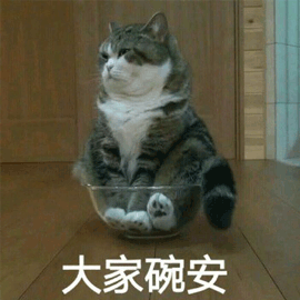 貓 晚安