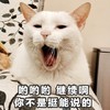 萌宠 喵星人 呦呦呦继续说啊 你不是挺能说的吗 淘气 傲娇