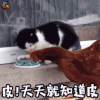 萌宠 猫咪 猫 生气 皮 天天就知道皮 soogif soogif出品