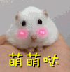 萌萌哒 兔子 可爱 搞笑