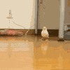 小鸟 蹦跳 开心