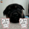 谢谢 蟹蟹 狗狗 soogif soogif出品