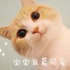 猫咪 可爱 毛绒 宝宝 我最可爱