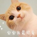 猫咪 可爱 毛绒 宝宝 我最可爱