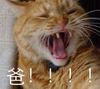 猫咪 喵星人 爸 搞笑 大叫 斗图