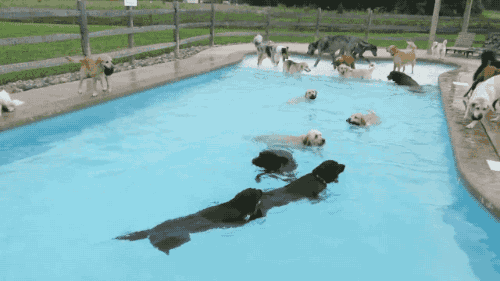 小狗 游泳 可爱 好多