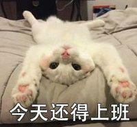 萌宠 可爱 喵星人 买买买 双11