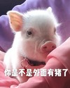 萌宠 猪 你是不是外面有人了 怎么这么敷衍我 憨憨 呆萌