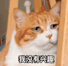 萌宠 猫星人 我没有兴趣 嫌弃 无聊