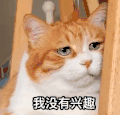 萌宠 猫星人 我没有兴趣 嫌弃 无聊