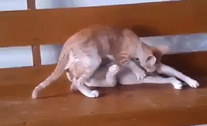 猫咪 动物 可爱 甜点