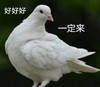 动物 鸽子 好好好 一定来 搞怪 逗
