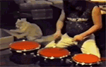 猫猫 打鼓 可爱 搞笑