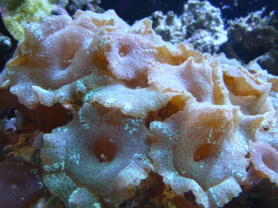珊瑚 静止 海底 生命