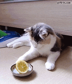 喵星人 可爱 好奇 柠檬 打 动物 猫 萌宠