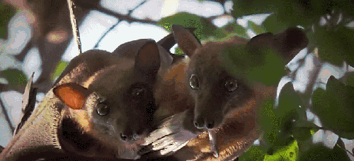 动物 大迁徙 小红狐蝠 打架 纪录片