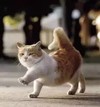 猫咪 可爱 伸懒腰 出门
