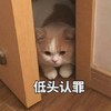 萌宠 猫星人 低头认罪 无奈 搞怪 呆萌