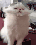 动物 小猫 吹毛 享受！
