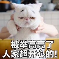 猫咪 可爱 呆萌 斗图 搞笑 被举高高了，人家超开心的