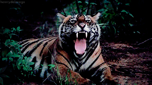 虎 动物  野生动物 凶猛