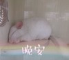 萌宠 小兔子 晚安 睡觉 呆萌 可爱