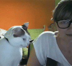 小猫 白色 眼镜 人