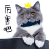 厉害吧 猫 可爱