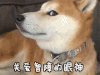 关爱智障的眼神 狗狗 项圈 大眼睛