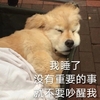 萌宠 喵星人 我睡了 没有重要的事 就不要吵醒我 呆萌 搞怪