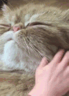 猫咪 按摩 可爱