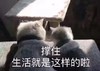 妹顶 喵星人 撑住 生活就是这样 憨憨 可爱