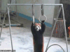 小熊猫 完美 搞定 漂亮极了