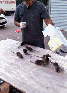 老鼠 实验 搞笑 认窝