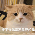 猫 凶我 生气