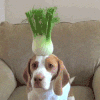 狗 惩罚 头顶 生无可恋脸 蠢萌 dog